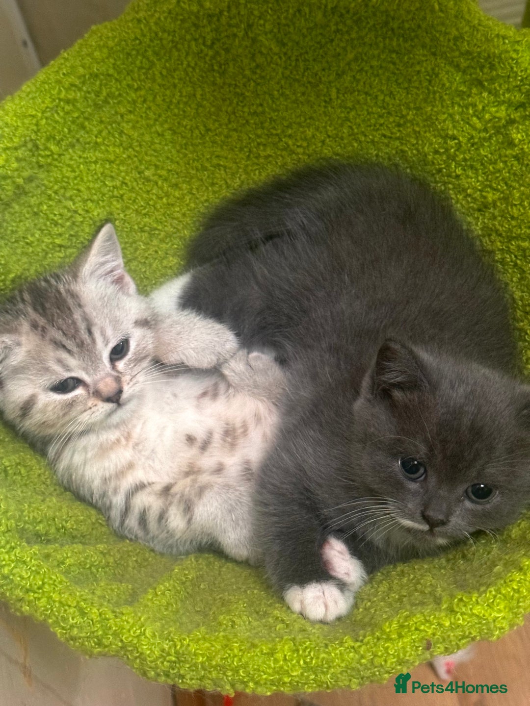 British Shorthair cats for sale: British Shorthair Kittens  - Image 1