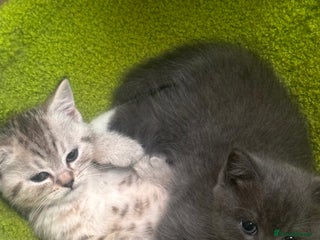 British Shorthair cats - Advert 31