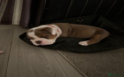 English Bulldog dogs for sale: Gorgeous English bulldog puppy’s  - Image 16