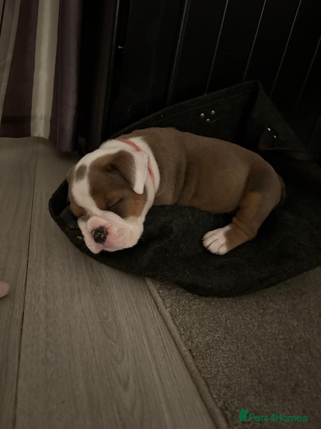 English Bulldog dogs for sale: Gorgeous English bulldog puppy’s  - Image 16