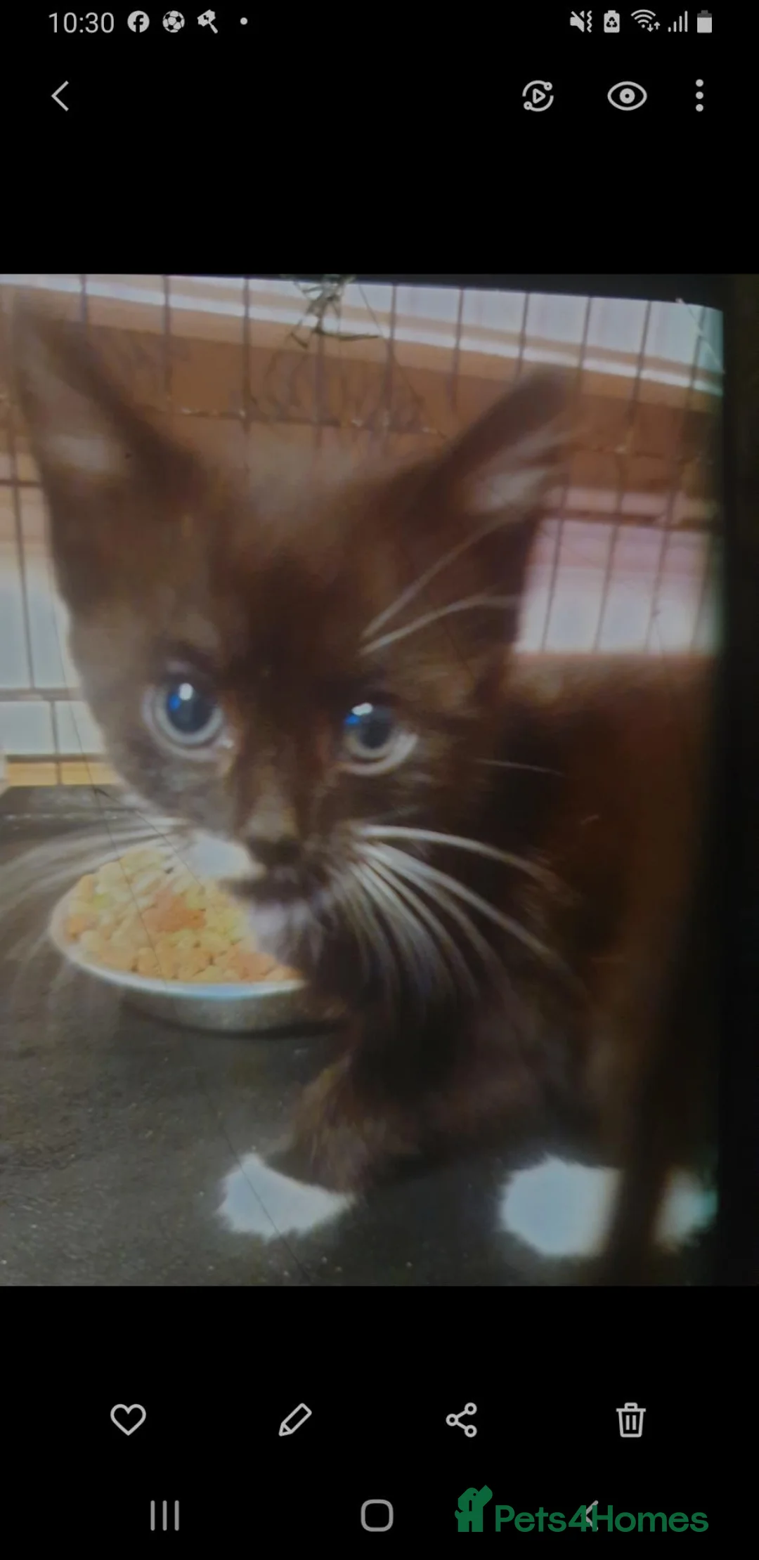 Mixed Breed cats for sale: 2 Cross Bengal kittens - Advert 7