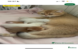 British Shorthair cats for sale: Gorgeous White British Shorthair Girl  - Image 3