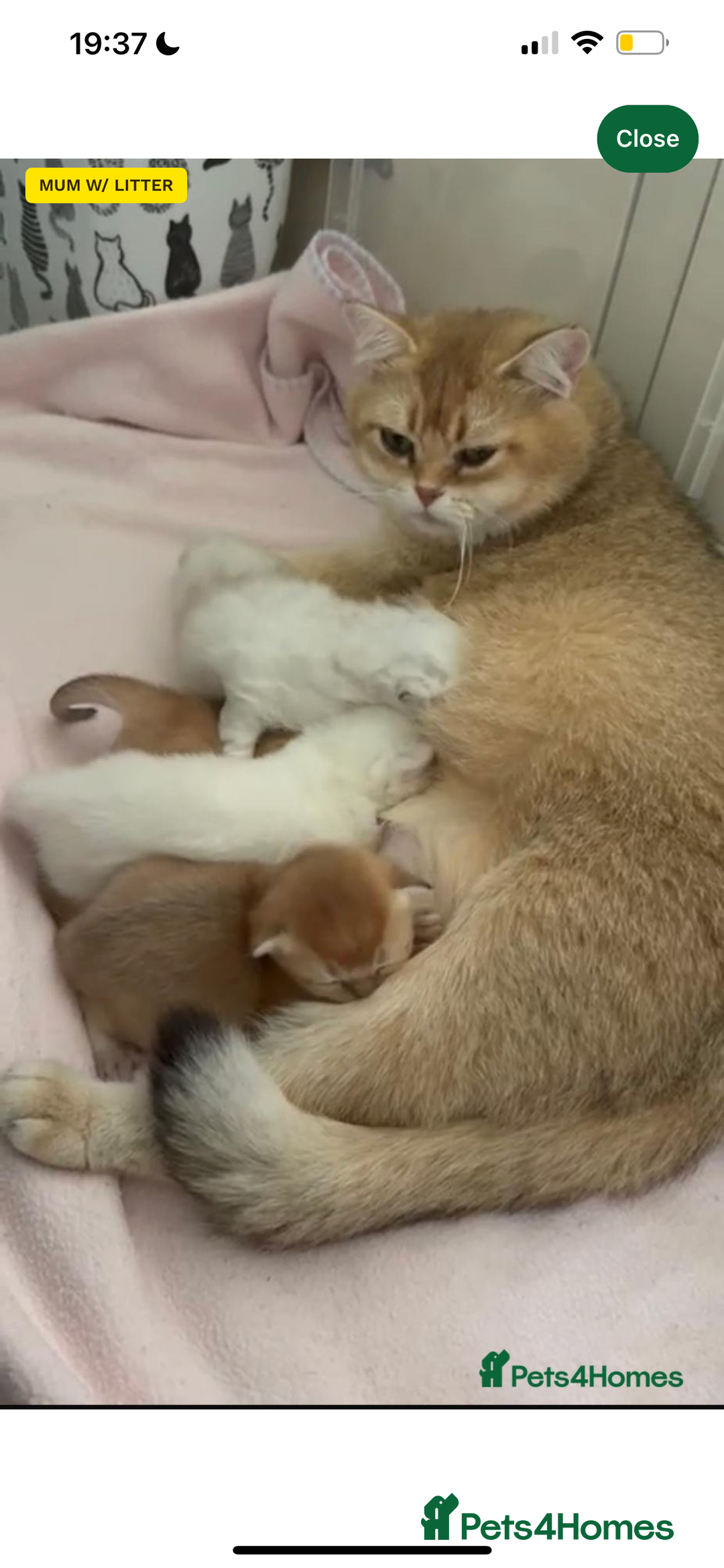 British Shorthair cats for sale: Gorgeous White British Shorthair Girl  - Image 3