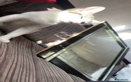 Peterbald cats for sale: Cookie - Image 3