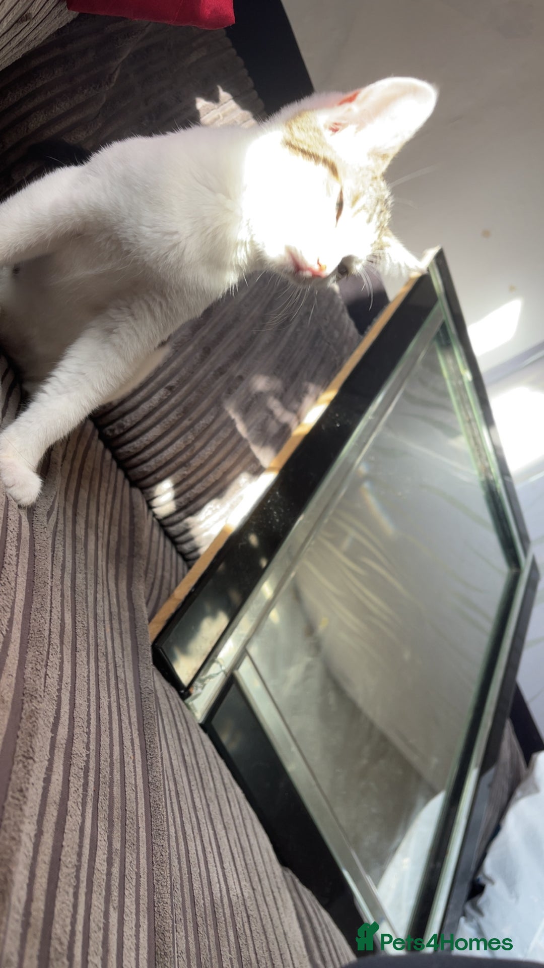 Peterbald cats for sale: Cookie - Image 3