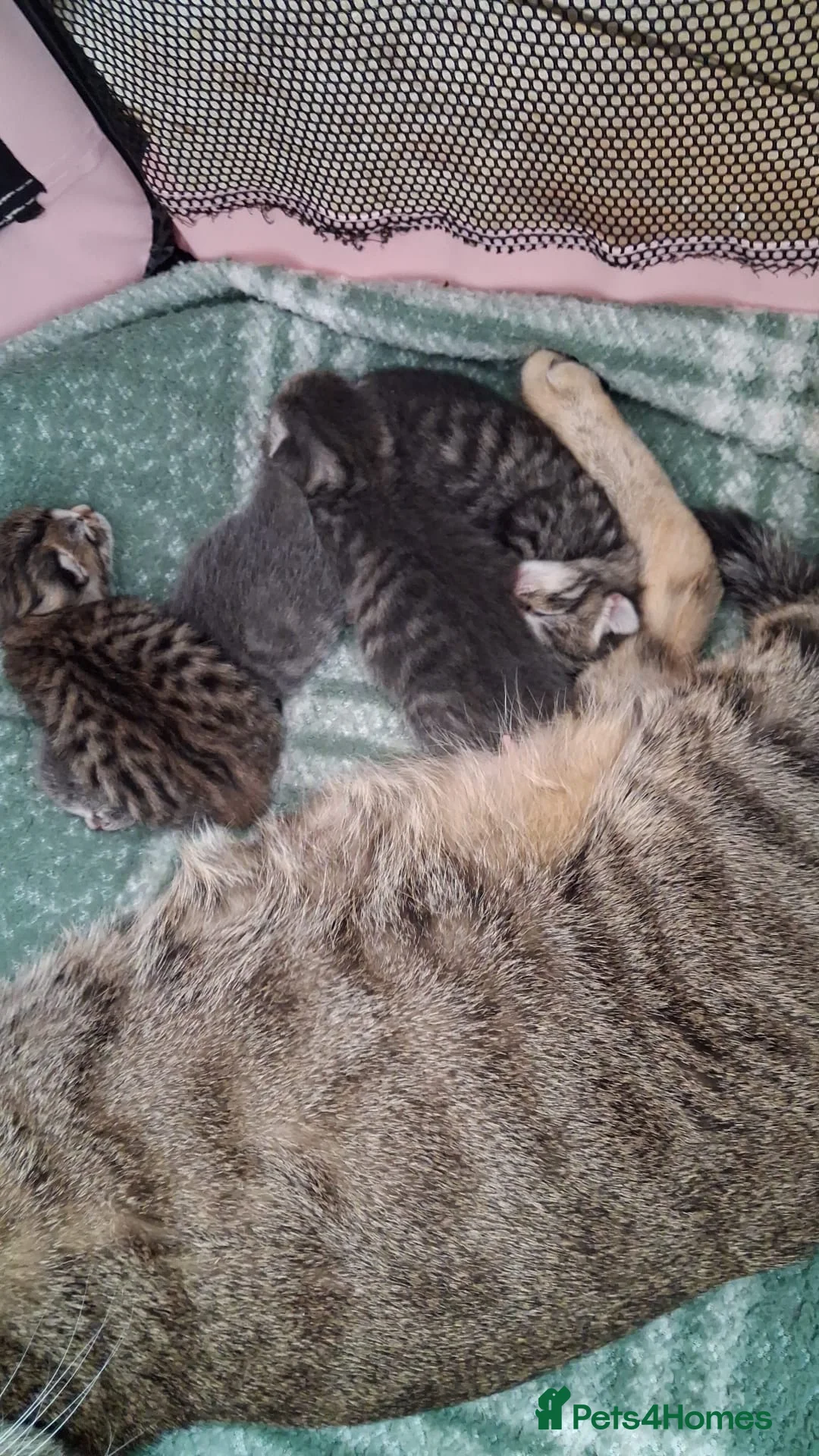 Mixed Breed cats for sale: We have 4 lovely mixed kittens available  - Advert 6