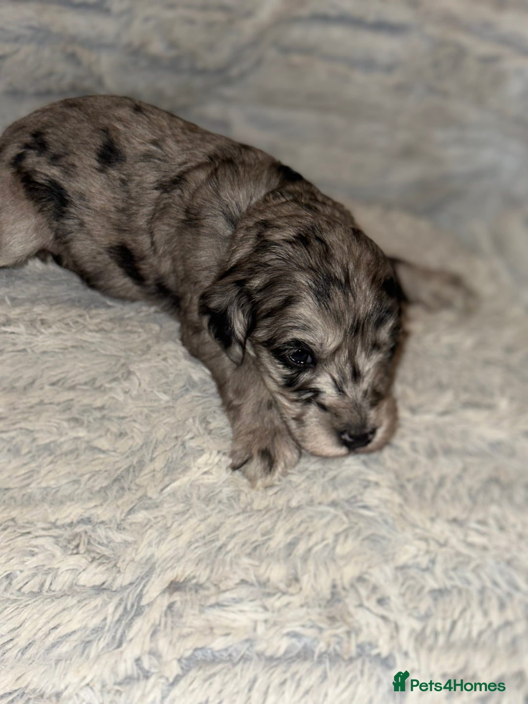 Cockapoo dogs for sale: Beautiful mixed Merle F2B Cockapoos  - Advert 22