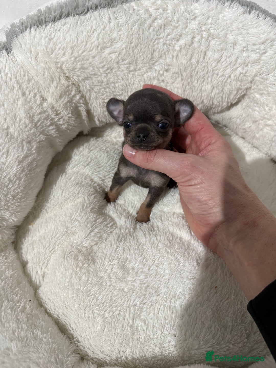 Chihuahua dogs for sale: Stunning smooth coat chihuahuas  - Advert 8