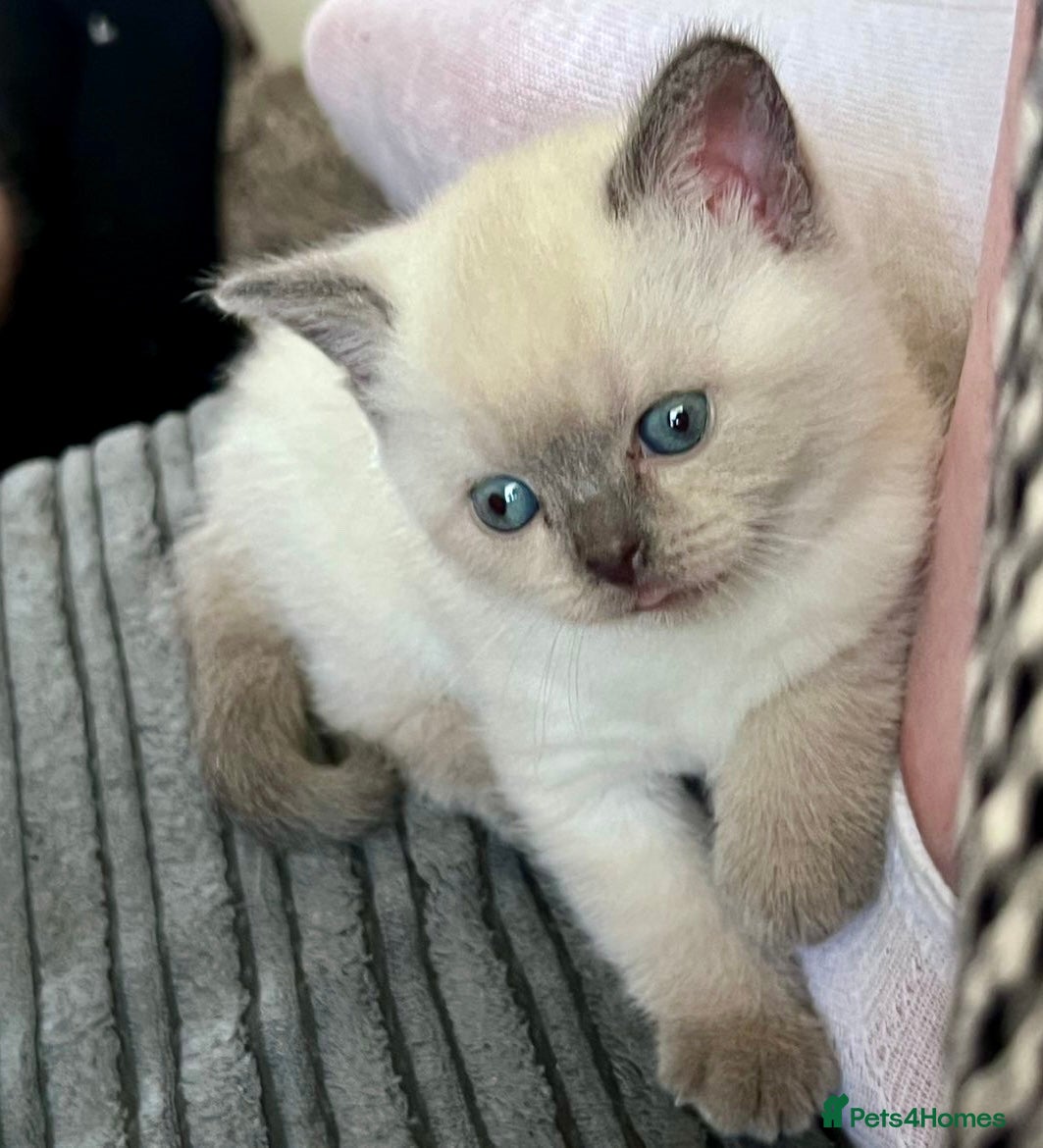 British Shorthair cats for sale: GCCF BSH Blue Colourpoint Kittens Rare - Advert 1