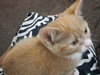 Mixed Breed cats 3 Stunning female kittens looking for home. - Advert 9