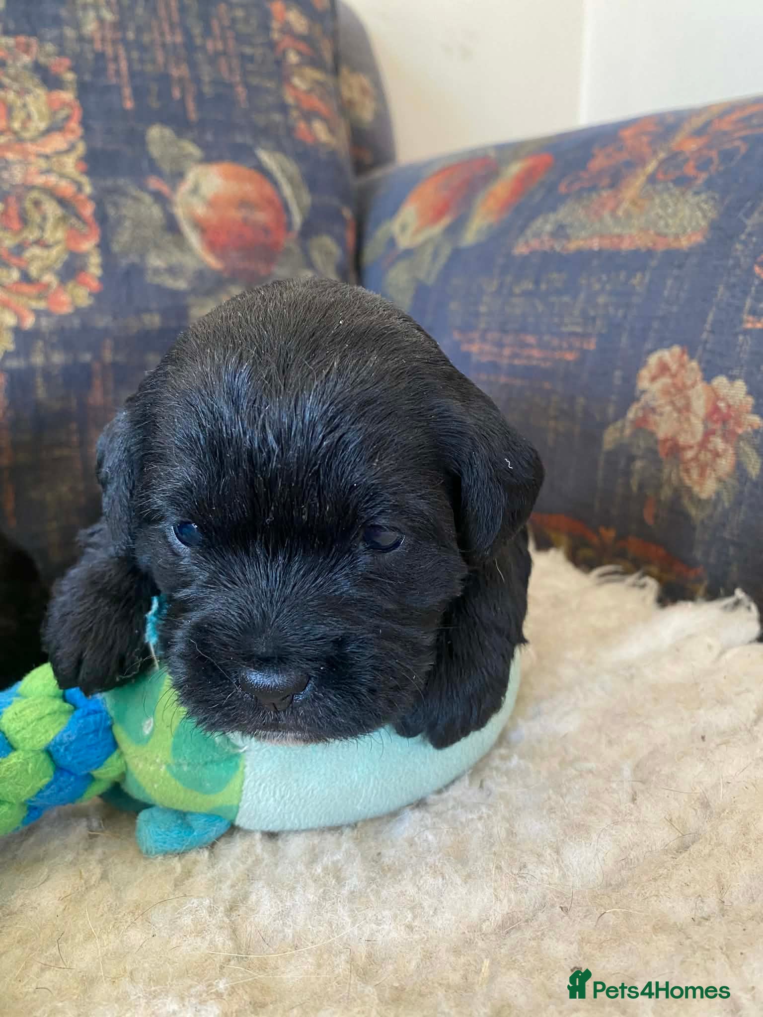 Mixed Breed dogs Border Terrier x Bedlington Terrier - Advert 2