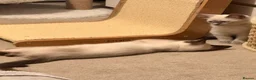 Ragamese cats for sale: Beautiful Ragamese kittens - Advert 12