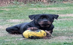 Rottweiler dogs for sale: 1 year 6 month rottweiler needs urgent rehoming - Image 6