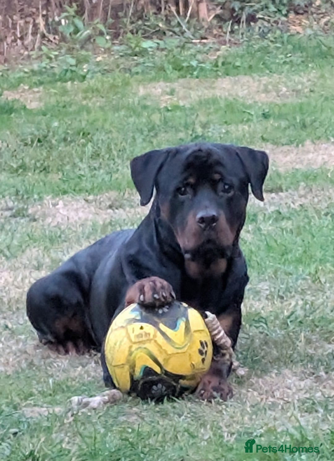 Rottweiler dogs for sale: 1 year 6 month rottweiler needs urgent rehoming - Image 6