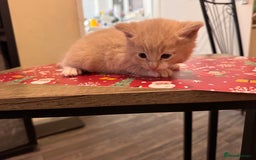 Domestic Shorthair cats for sale: 4 lovely little kittens  - Advert 11