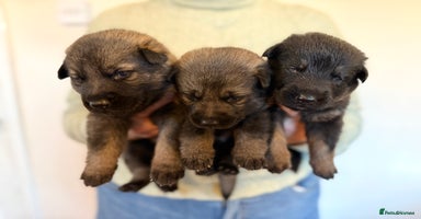 German Shepherd dogs German Shepherd Puppies  - Advert 4