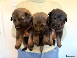 German Shepherd dogs German Shepherd Puppies - Advert 4