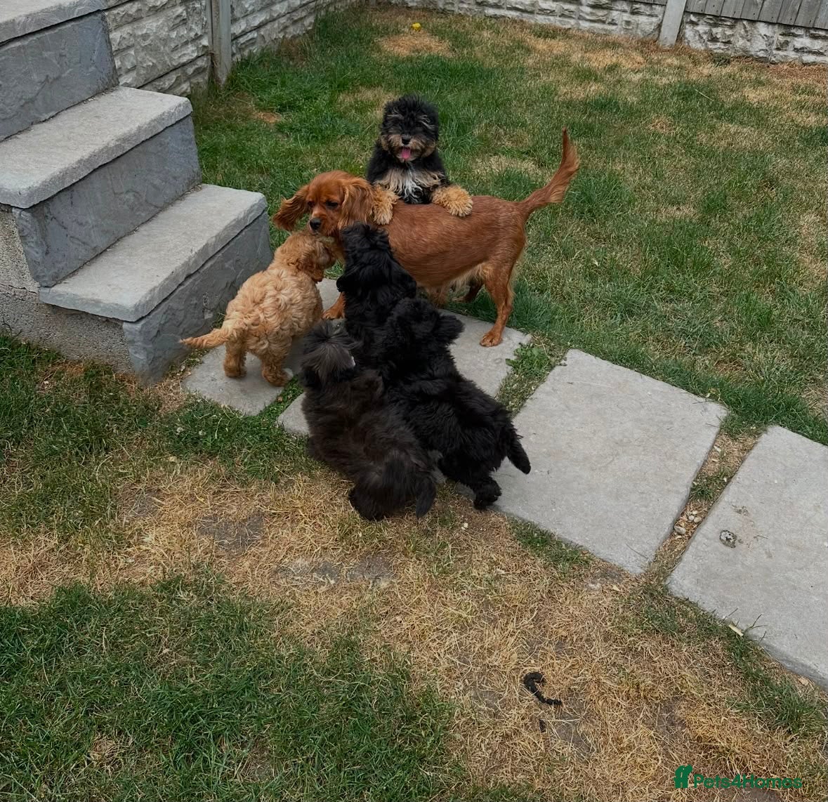 Cavapoo dogs Beautiful fluffy cavapoos - Advert 6