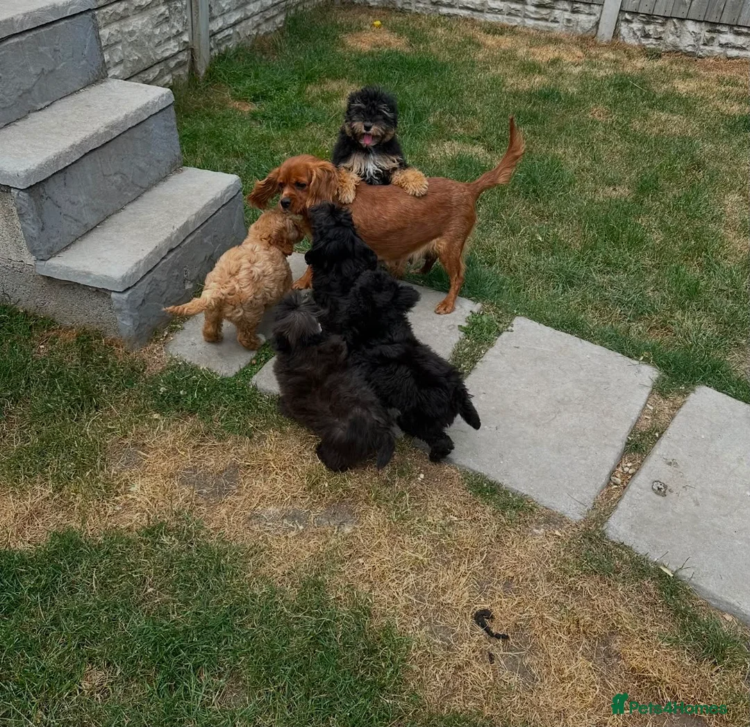 Cavapoo dogs for sale: Beautiful fluffy cavapoos - Advert 1