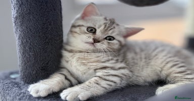 British Shorthair cats - Advert 12