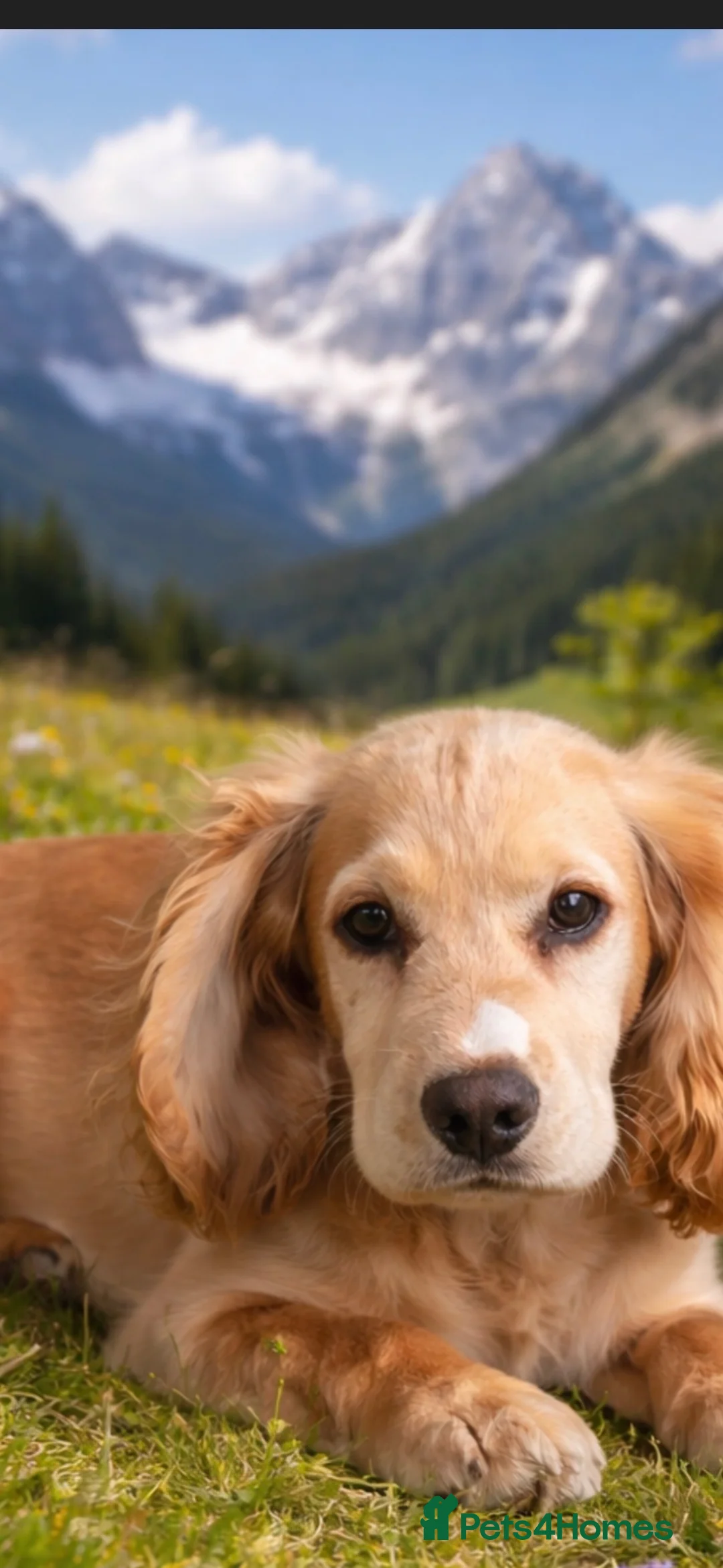 Cocker Spaniel dogs for sale: Beautiful 7 month old dog  - Advert 2