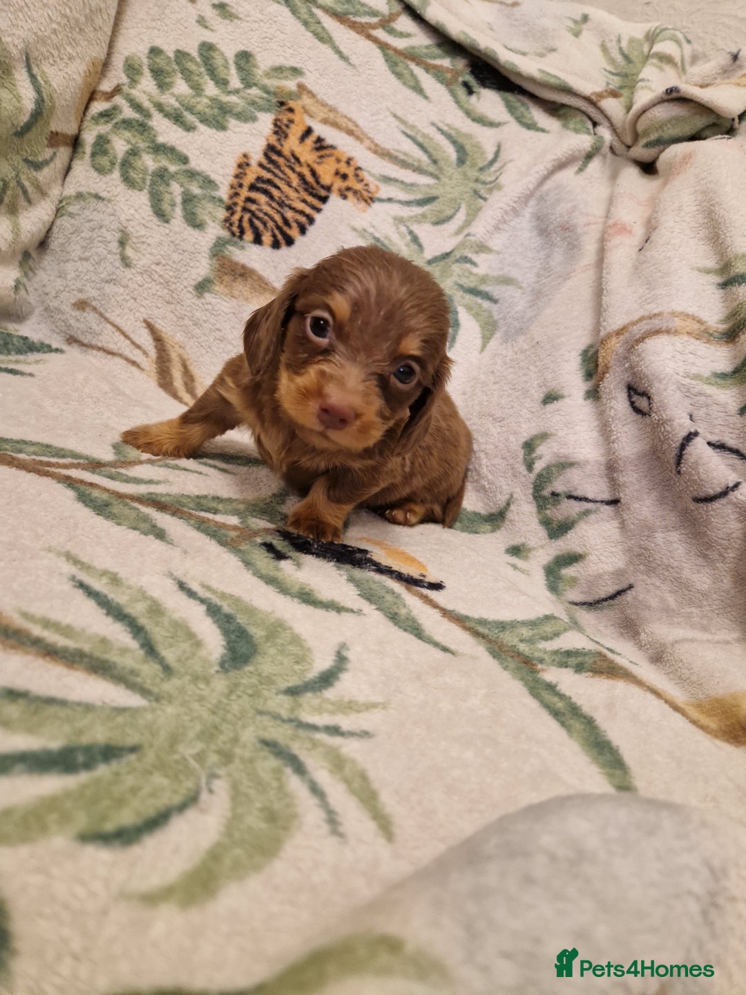 Miniature Dachshund dogs for sale: ⭐️🌈Beautiful miniature dachshunds🌈⭐️ - Advert 2