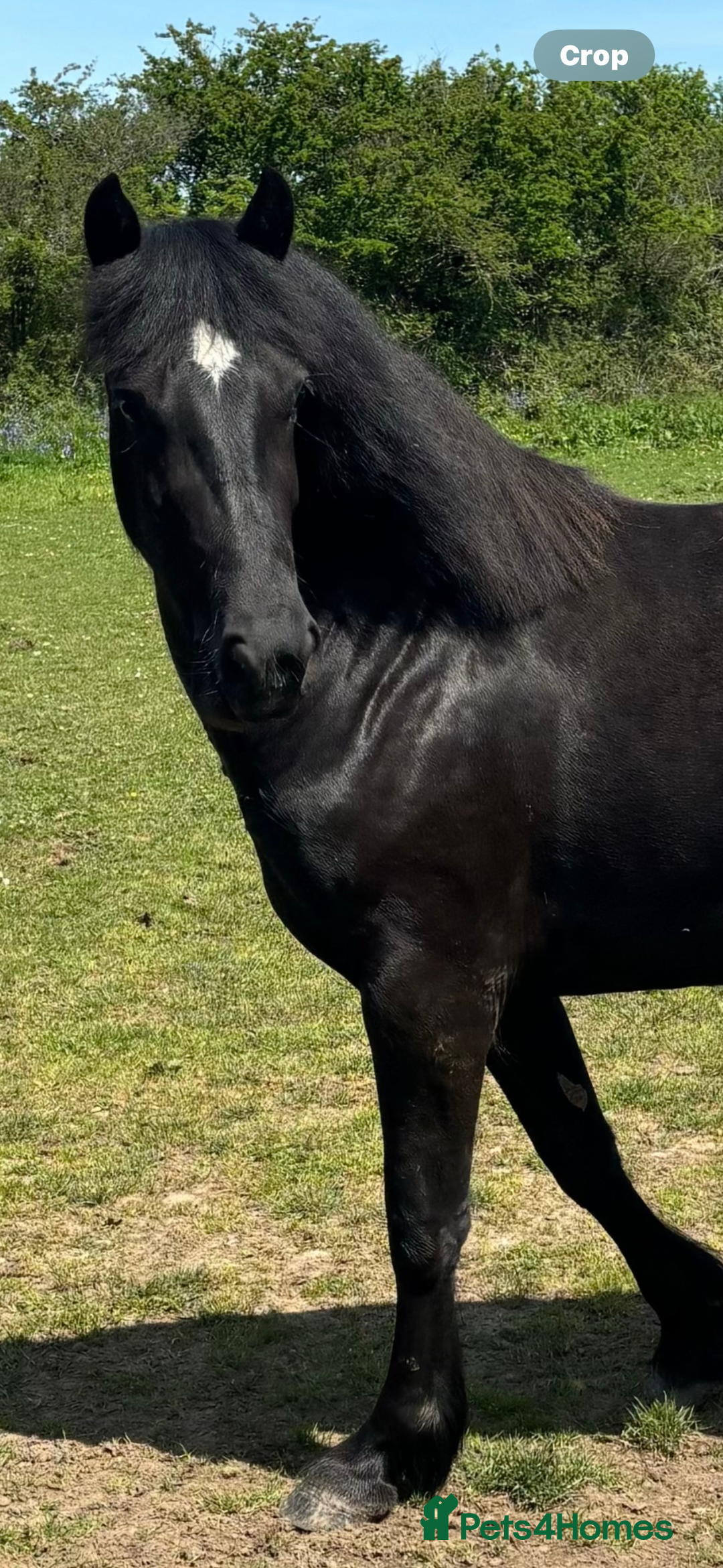 Welsh Section D horses for sale: Section D beautiful Black Mare Magic - Image 21