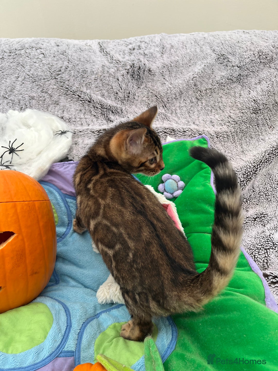 Bengal cats for sale: OUTSTANDING TICA reg BENGAL KITTENS - Image 24