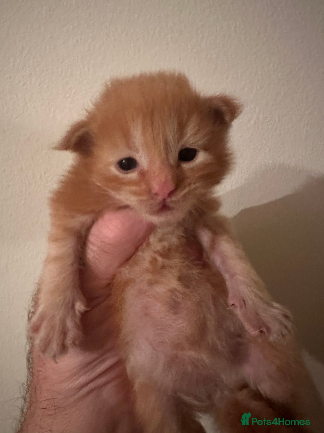 Maine Coon cats for stud: proven Maine Coon Stud  in Brampton - Image 6