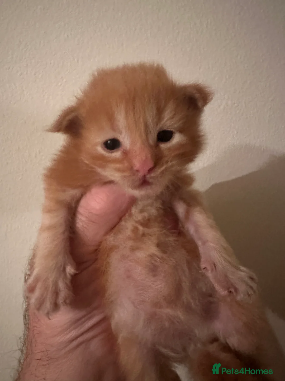 Maine Coon cats for stud: proven Maine Coon Stud  in Brampton - Advert 7