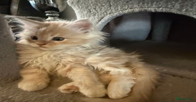 Maine Coon cats - Advert 2