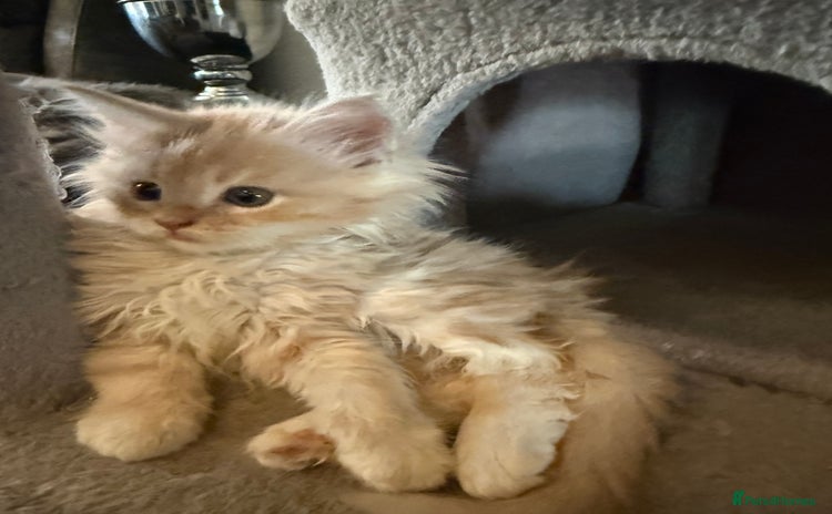 Maine Coon cats - Advert 8
