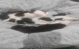 Chihuahua dogs for sale: Chihuahua  - Image 9
