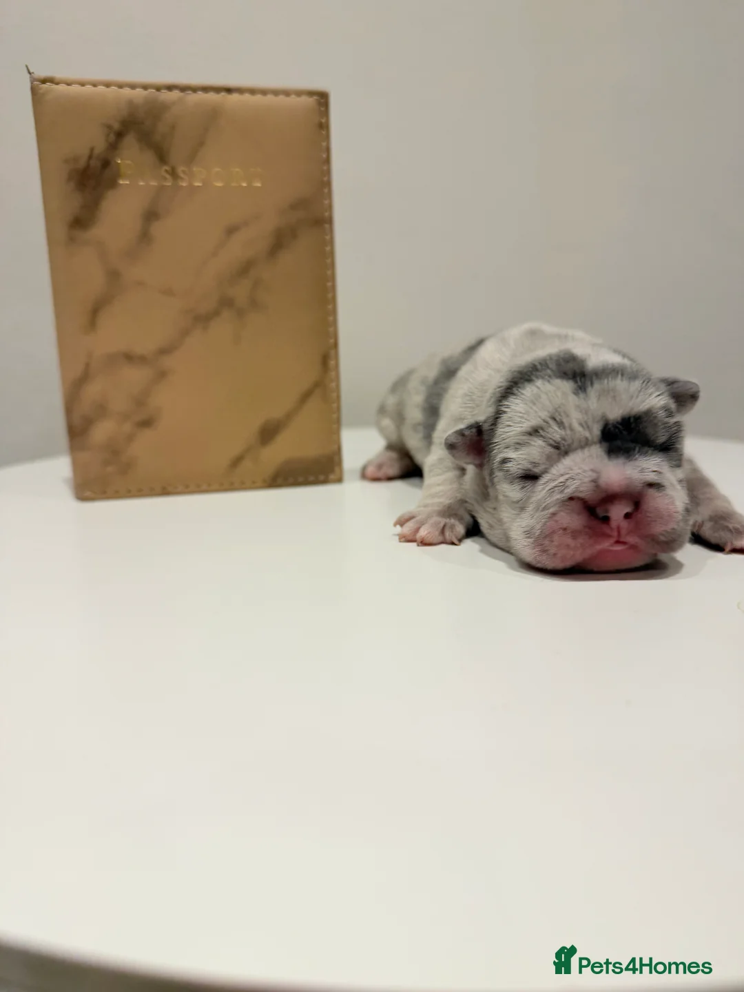 French Bulldog dogs for sale: 6 beautiful French bulldog puppies - Advert 9