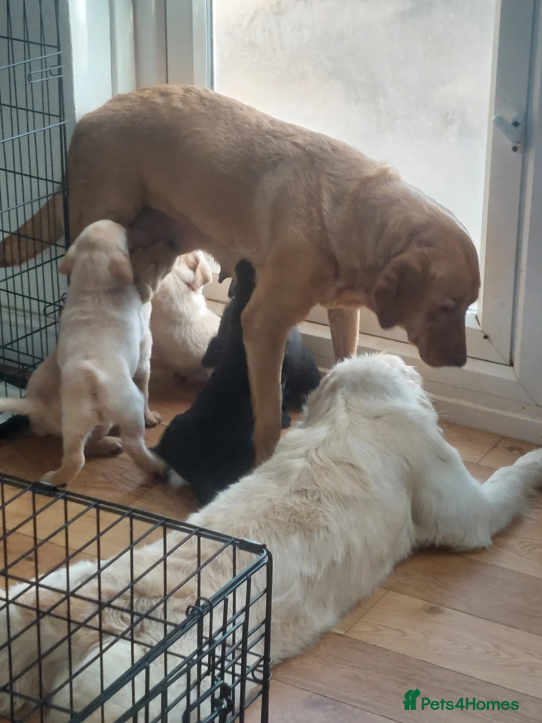 Labrador Retriever dogs for sale: Beautiful chunky kc labrador pups - Advert 2