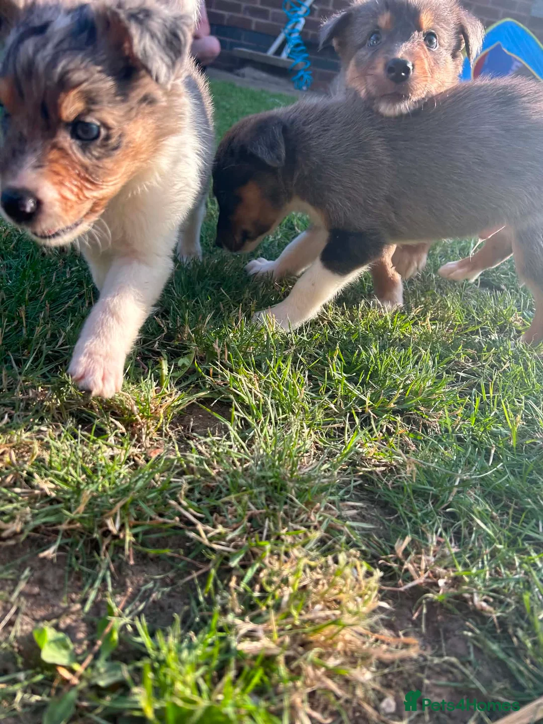 Border Collie dogs for sale: 6 blue merle border collies puppys  - Advert 2
