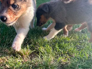 Border Collie dogs 6 blue merle border collies puppys - Advert 1