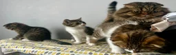 Mixed Breed cats for sale:     Adorable Kitten Looking for a Loving Home - Advert 19