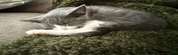 British Shorthair cats for sale: Oliver - Gorgeous Grey and White Male for sale  - Advert 8