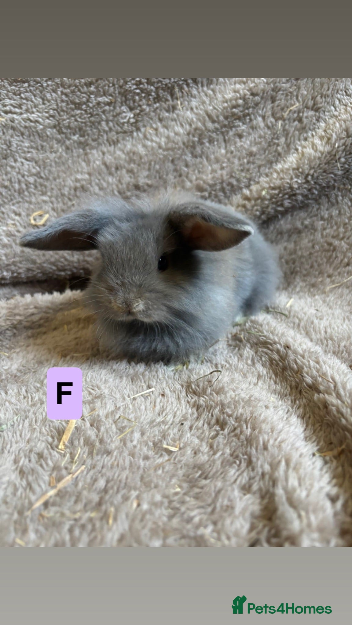 Mini Lop rabbits Pure breed mini lops  - Advert 1