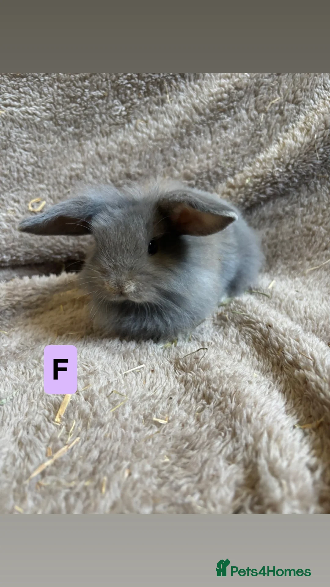 Mini Lop rabbits for sale: Pure breed mini lops  in Bangor - Advert 1