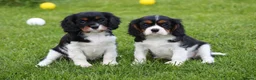 Cavalier King Charles Spaniel dogs for sale: Beautiful Cavalier King Charles Spaniel puppies - Advert 40