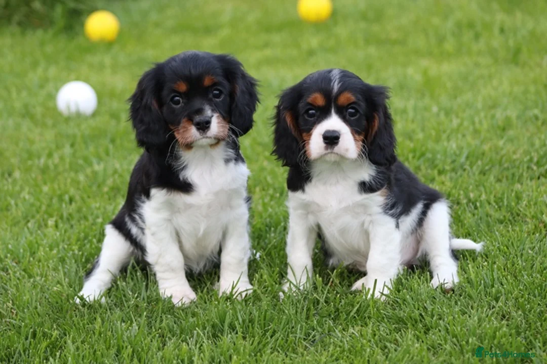 Cavalier King Charles Spaniel dogs for sale: Beautiful Cavalier King Charles Spaniel puppies - Advert 40