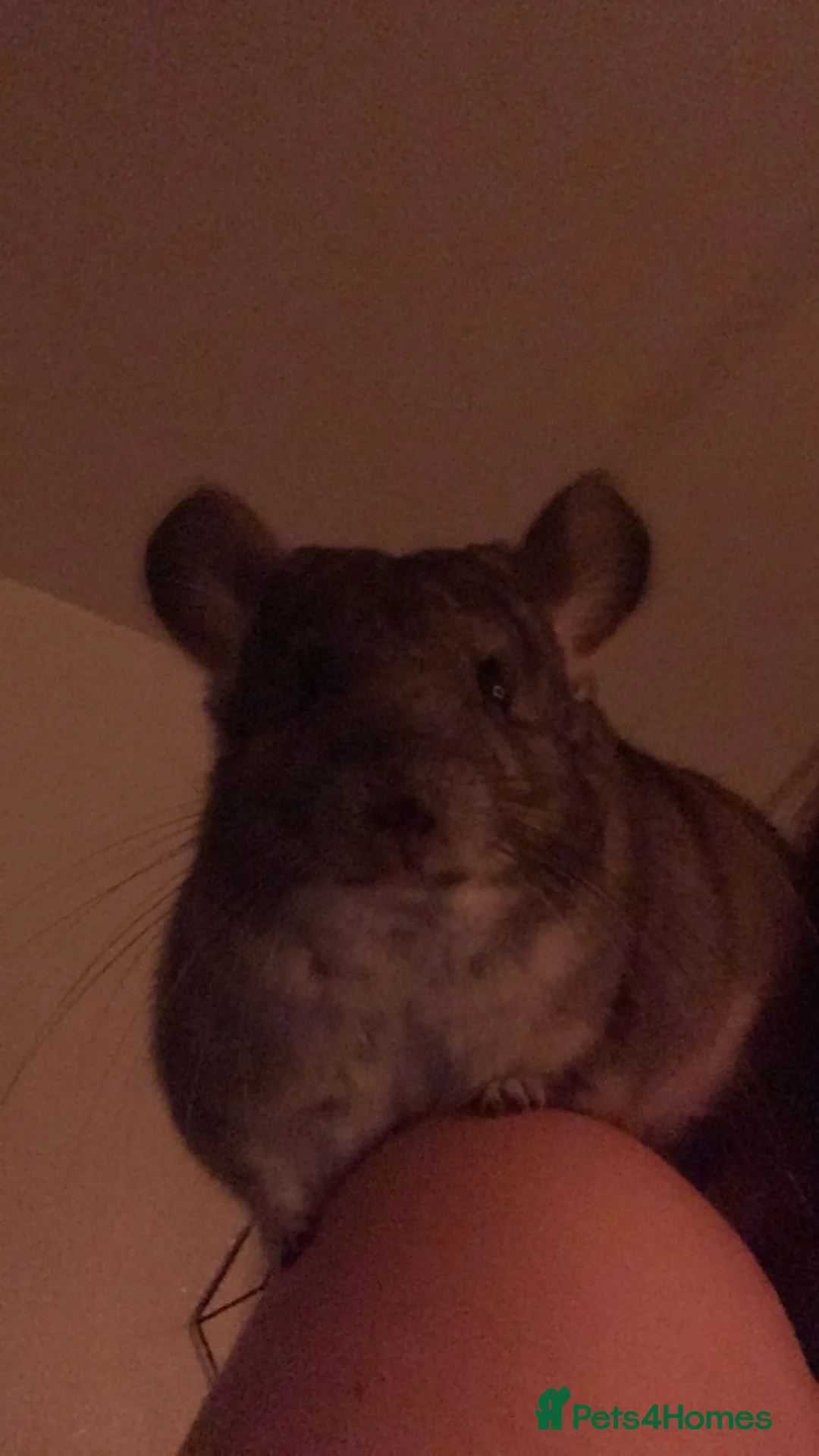 Chinchilla rodents for sale: Teddy - Advert 3