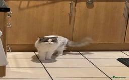 Ragdoll cats for stud: GCCF & TICA BLUE BICOLOUR RAGDOLL STUD  in Gravesend - Image 9