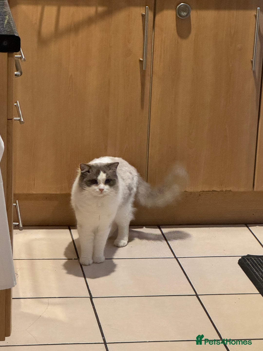 Ragdoll cats for stud: GCCF & TICA BLUE BICOLOUR RAGDOLL STUD  in Gravesend - Image 9