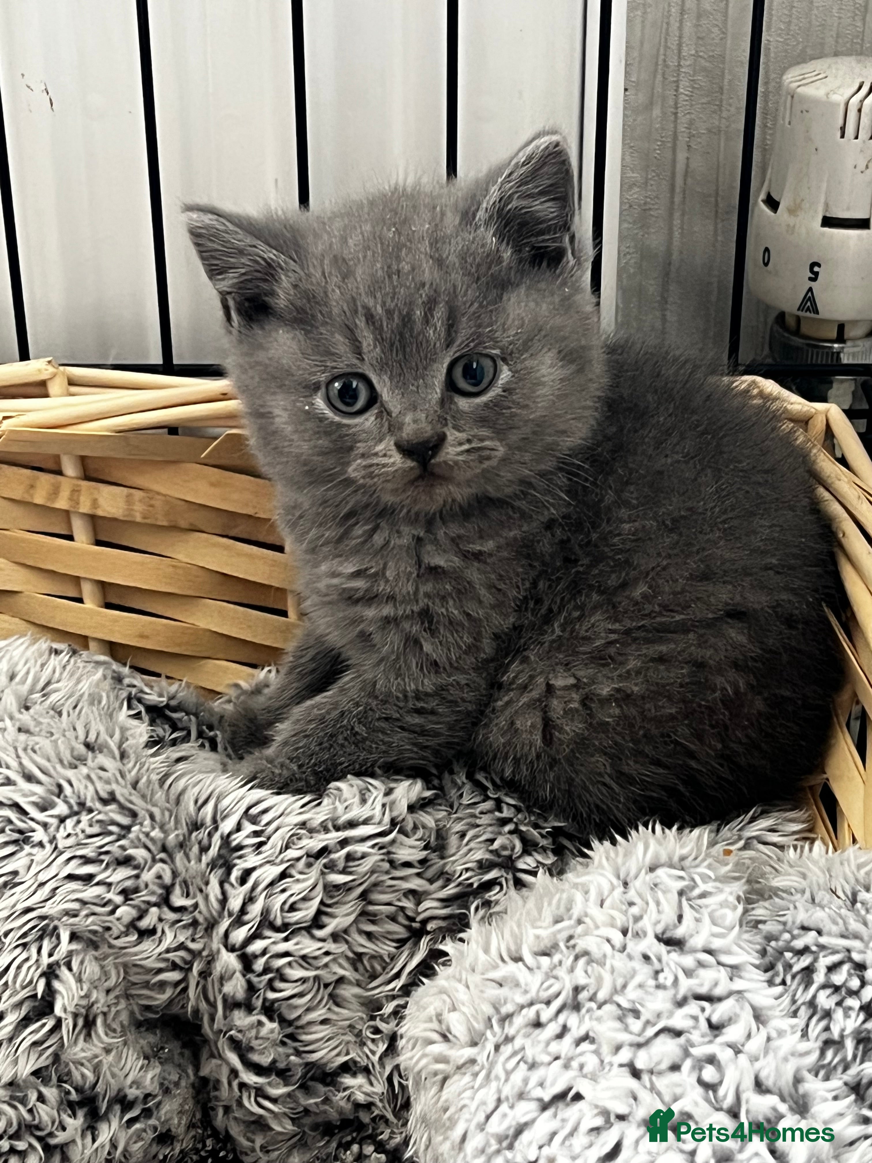 British Shorthair cats Beautiful British shorthair kittens  - Advert 1