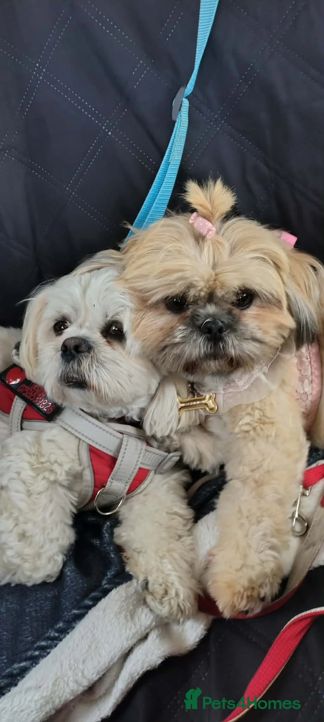 Shih Tzu dogs for sale: 3male Shizu's  - Advert 2