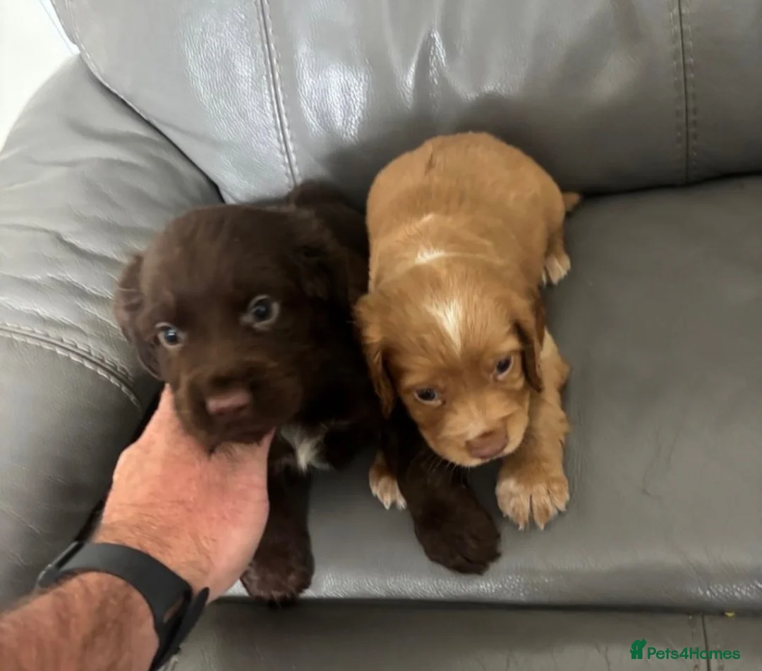 Cocker Spaniel dogs for sale: 3 cocker spaniel puppies for sale  - Advert 3
