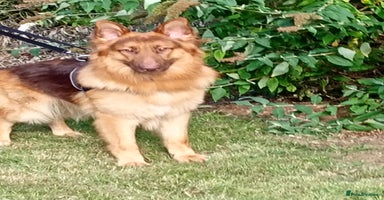 German Shepherd dogs - Advert 4
